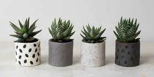 Cactus absorbeert EMF-straling